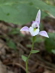 Triphora trianthophoros