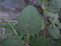 Boerhavia coccinea