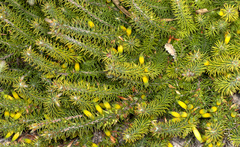 Stenanthera pinifolia