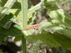 Pyrausta californicalis