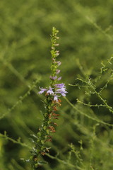 Lobelia puberula