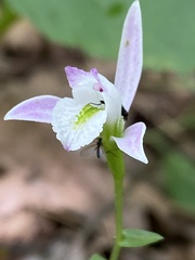 Triphora trianthophoros