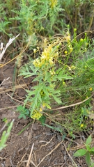 Cuscuta campestris