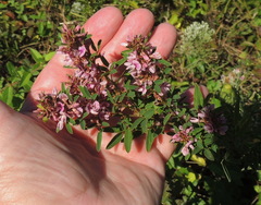 Lespedeza virginica