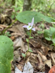 Triphora trianthophoros