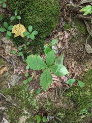 Quercus montana