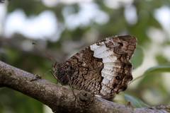 Hipparchia alcyone