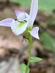Triphora trianthophoros