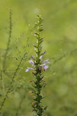 Lobelia puberula