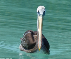 Pelecanus thagus