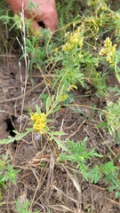 Cuscuta campestris