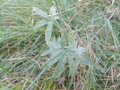 Sidalcea oregana