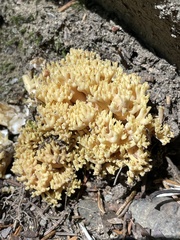 Ramaria
