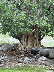 Ficus petiolaris palmeri