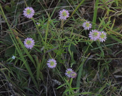 Polygala curtissii