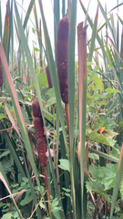 Typha latifolia