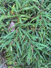 Comptonia peregrina