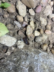 Pseudouroctonus reddelli