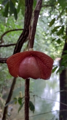 Aristolochia chiapensis