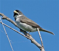 Sporophila caerulescens
