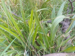 Plantago lanceolata
