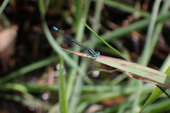 Austroagrion watsoni