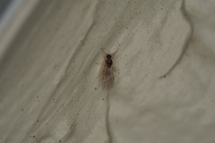 Formicidae