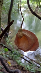 Aristolochia chiapensis