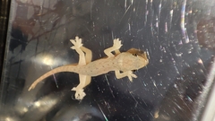 Hemidactylus frenatus