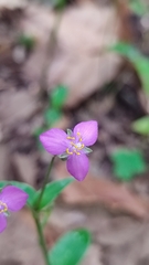 Tradescantia crassifolia