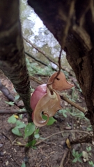 Aristolochia chiapensis