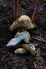 Boletus fibrillosus