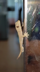 Hemidactylus frenatus