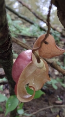 Aristolochia chiapensis