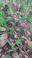 Tradescantia crassifolia