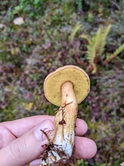 Xerocomus subtomentosus