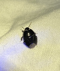 Pangaeus bilineatus