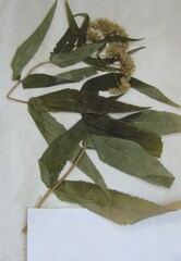 Eupatorium sessilifolium