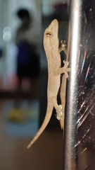 Hemidactylus frenatus