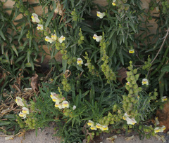Antirrhinum siculum