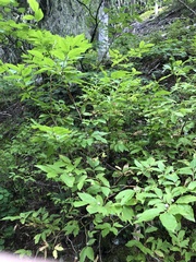 Vaccinium membranaceum