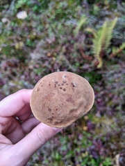 Xerocomus subtomentosus