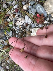 Micranthes ferruginea