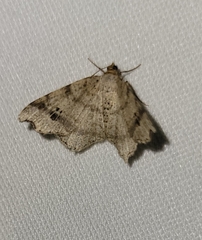 Macaria aemulataria