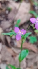 Tradescantia crassifolia