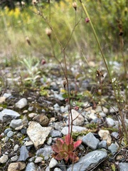 Micranthes ferruginea