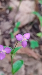 Tradescantia crassifolia