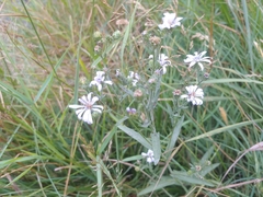 Lythrum californicum