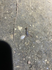 Pseudouroctonus reddelli