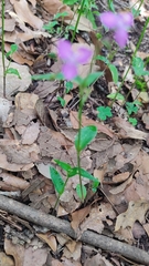 Tradescantia crassifolia